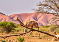 Sudan’s Mountain Wildlife Haven Reveals Stunning Seasonal Secrets