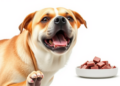 Sugar-Grafted Pork Liver Peptides Boost Antioxidant Power Before Dog Digestion erodes It