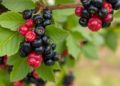 Sugar, Vinegar and Wine: A Kitchen-Recipe Trap Wiped Out a Major Waxberry Pest in Three Years
