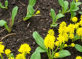 Sulphur Spray Helps Mustard Plants Beat Lead Toxicity, Study Finds