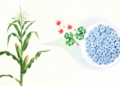 Superoxide Signal Controls Maize Stem Cell Niche Through a Glutaredoxin Enzyme Pair