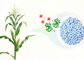 Superoxide Signal Controls Maize Stem Cell Niche Through a Glutaredoxin Enzyme Pair