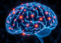 Synaptic Mitochondria May Explain Why Some Aging Brains Lose Mental Flexibility
