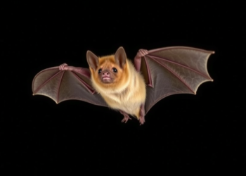 Systemic Humoral Immunity in the Partially Migratory Bat Leptonycteris yerbabuenae is Linked to the Gut Microbiota in a Sex-Specific Manner