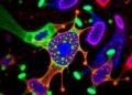T cell mechanosensing drives transcriptional program for tissue-resident memory