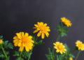 Temple Marigold Waste Yields Essential Oil That Protects Omega-3 Rich Perilla Oil