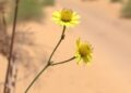 Thar Desert flora: botanical treasures spanning medicine, tradition, and conservation