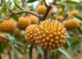 Thermal cut-off, not throttling, decides whether edge AI survives a durian orchard