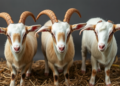 Three Guizhou Goat Breeds Leave Distinct Chemical Fingerprints in Their Meat
