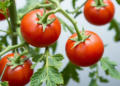 Tiny Doses of Protein Biostimulants Boost Tomato Growth and Water Efficiency