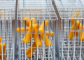 Tiny Metal Cages Could Transform Food Industry Enzymes Into Reusable Powerhouses