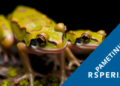 Tiny Moss Frogs Reveal How Skin and Thyroid Evolve Together for Life on Land