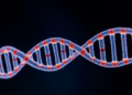 Tiny RNA Fragment Emerges as Hidden Driver of Osteoarthritis Progression