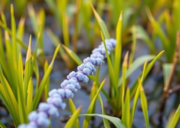 Tiny RNA and a protein recycling system help rice survive drought by tuning ROS levels