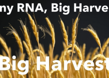 Tiny RNAs, Big Harvest: MicroRNAs Could Engineer Climate-Proof, Nutrient-Rich Millets