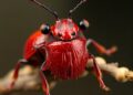 Tiny conserved proteins discovered in the red flour beetle genome