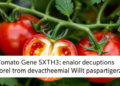 Tomato Gene SlXTH3 Opens the Door for Devastating Bacterial Wilt Pathogen