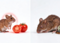 Tomato Pigment Lycopene Shields Mice From Toxic Fungal Contaminant Damage