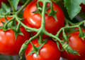 Tomato Ubiquitinome Reveals How Two Bacterial Haplotypes Drive Different Disease Outcomes