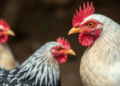 Toxoplasma Parasite Found in Nigerian Free-Range Birds, Raising Food Safety Concerns