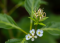 Traditional Indian Herb Leucas aspera Shows Potent Drug Potential in Major Scientific Review
