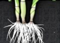 Transformer-based pipeline enables scalable phenotyping of rice root aerenchyma