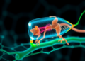 Transparent Window Implant Gives Scientists a Live View of Nerve Repair in Mice