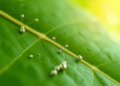 Tree Leaf Extract Yields Ferromagnetic Nickel Oxide Nanoparticles With Wide-Ranging Biomedical Activity
