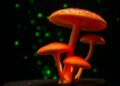 Trichoderma lixii secondary metabolites induce cancer cell apoptosis, GC-MS study shows