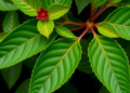 Tropical Shrub’s Leaf Extracts Show Power to Fight Superbugs and Curb Cow Methane