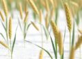 Turkish commercial wheat varieties reveal metabolic responses to salt stress
