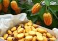 Turning fruit waste into food through fermentation
