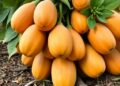 Turning papaya waste into value: a path toward sustainability goals