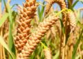 Turning sorghum stalk lignocellulose into valuable xylooligosaccharides efficiently