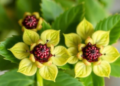 Two Medicinal Plants Show Potent Multi-Enzyme Power Against Skin Aging