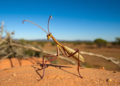 Two New Giant Stick Insect Species Discovered Hiding in Australia’s Well-Studied Landscapes