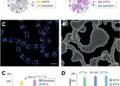 Two Novel Enterobacter Phages Show EDTA-Boosted Antibiofilm Activity