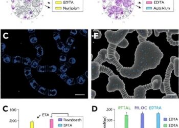 Two Novel Enterobacter Phages Show EDTA-Boosted Antibiofilm Activity