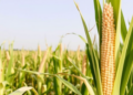 Two Standout Maize Hybrids Emerge From Pakistan’s Multi-Site Stability Trials