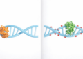 Two Ways to Read a Cell’s Master Switches Reveal Hidden Biases in Gene Regulation Studies