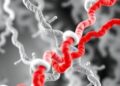 Unique amyloid-β filament structure found in APP Flemish mutation carriers