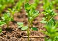 Unlocking crop stress resilience via multiomics and CRISPR genome editing