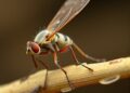 Unraveling sand fly–Leishmania interactions to guide disease control strategies