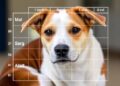 Users View Animal Welfare Assessment Grid for Dogs as Valuable Decision Tool