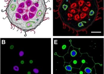 VALD-3 Triggers Pyroptosis in Triple-Negative Breast Cancer Through ROS/JNK/Bax Pathway