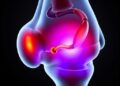 Vasoactive intestinal peptide promotes cartilage formation and modulates osteoarthritis mediators