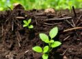 Vegetation restoration boosts soil carbon storage via microbial–mineral interactions