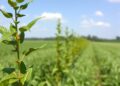 Vision foundation model enables accurate plant height estimation in fields