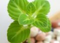 Wall-associated kinase-like4 sustains salt tolerance via pectin and redox balance in Arabidopsis