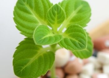 Wall-associated kinase-like4 sustains salt tolerance via pectin and redox balance in Arabidopsis